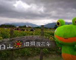 洄瀾灣開心農場9日向日葵花免費採摘