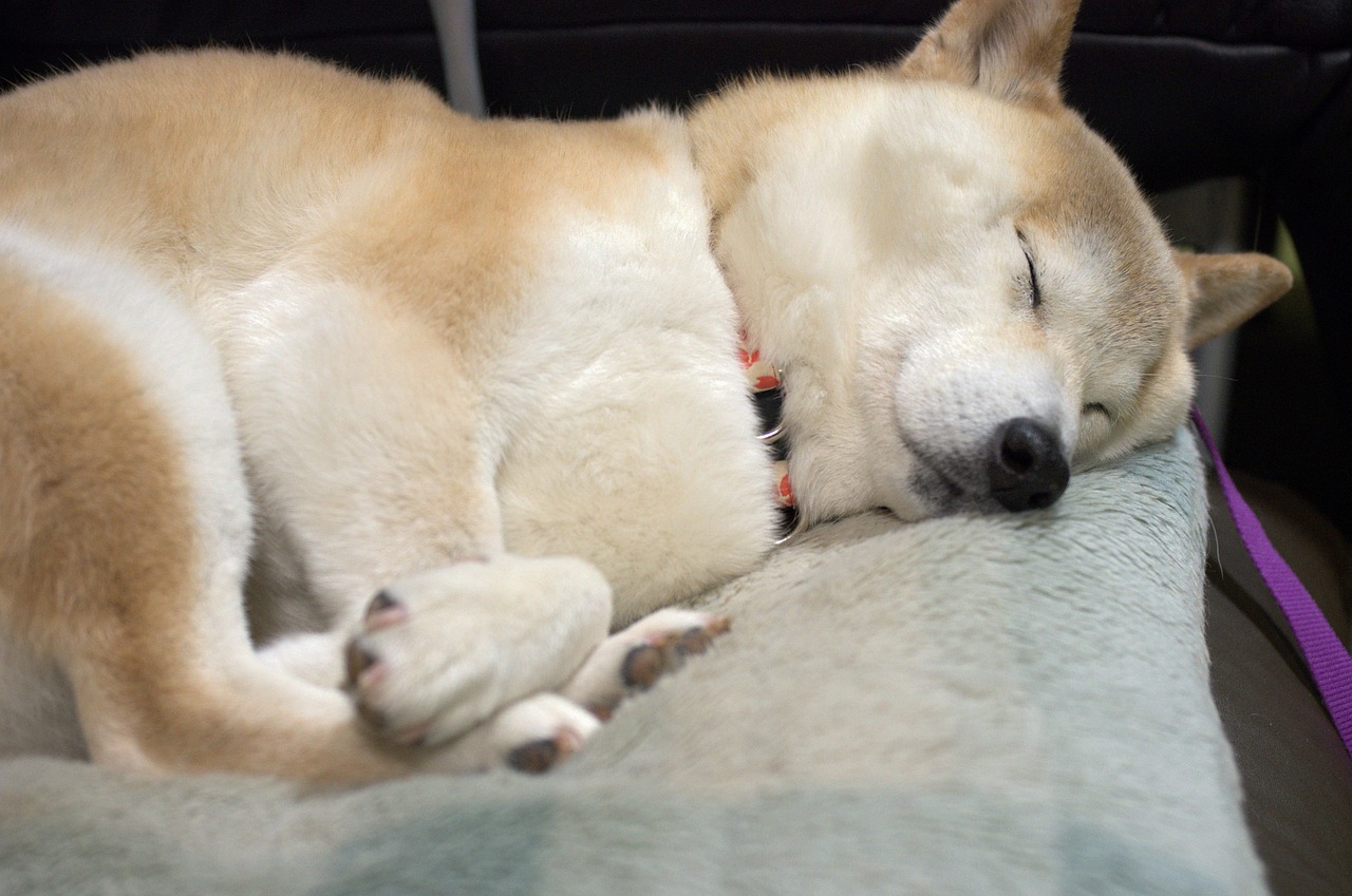 犬類中的睡美人 這隻柴犬在ig以愛睡覺出了名 秋田犬 大紀元