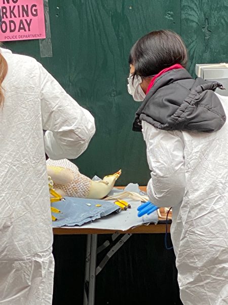 工作人员拿出“金色冒险号”中国偷渡客在狱中做的折纸工艺品之一。