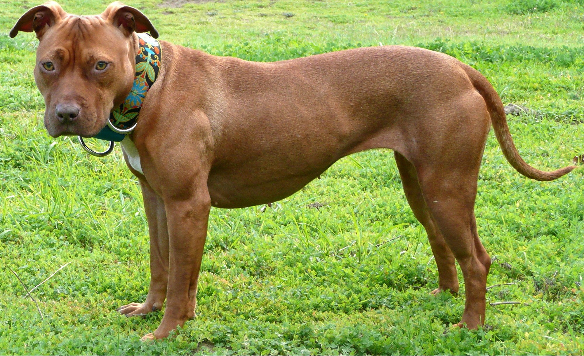 American Pit Bull Terrier - All Big Dog Breeds