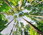 研究：樹木可感知自身重量