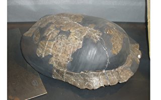 鼻祖陸龜在恐龍滅絕災難中幸存