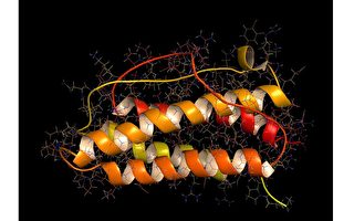 研究：「備用」蛋白機制可抗老抗疾病