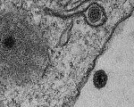 科学家发现新病毒基因组 含百分百未知基因