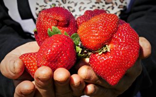 英国草莓长成巨无霸 个头之大一口吃不下