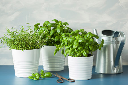 5种好栽种又好吃的香草植物还能美化窗台 室内植物 室内栽培 罗勒 大纪元