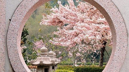 台湾花旗木盛开美不胜收摄影师推荐赏花秘径 高雄 宋永泰 大纪元