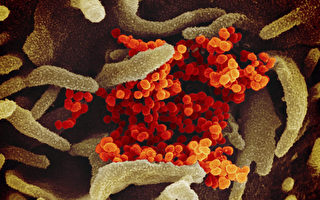 最新研究：中共病毒在物体表面最长存活3天