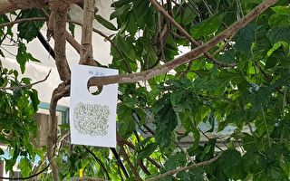 竹山防治荔枝椿象 市區釋放平腹小蜂