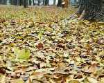嘉市世賢路桃花心木落葉 騎士減速避免打滑