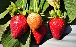 潮濕天氣影響生產 草莓價格飆升至12元/盒