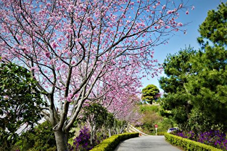 昭和樱盛开的步道。