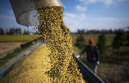 王赫 可疑的中国粮食进口激增 中国经济 粮食自给率 粮食储备 大纪元