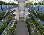 研究：太空生菜和地面生菜一样健康