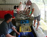 抗肺炎 屏东推一日农夫采菇乐好疗愈
