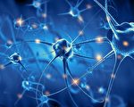 神經元如何排列組成大腦？科學家發現隱形指令