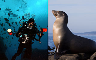 潛水被海獅包圍 攝影師：像在小狗坑中太神奇了！