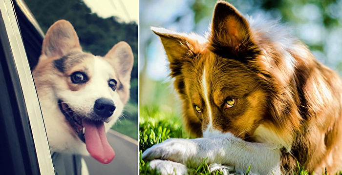 女王最爱的犬种表情丰富的柯基在想什么呢 柯基犬 威尔斯柯基犬 皇家犬 大纪元