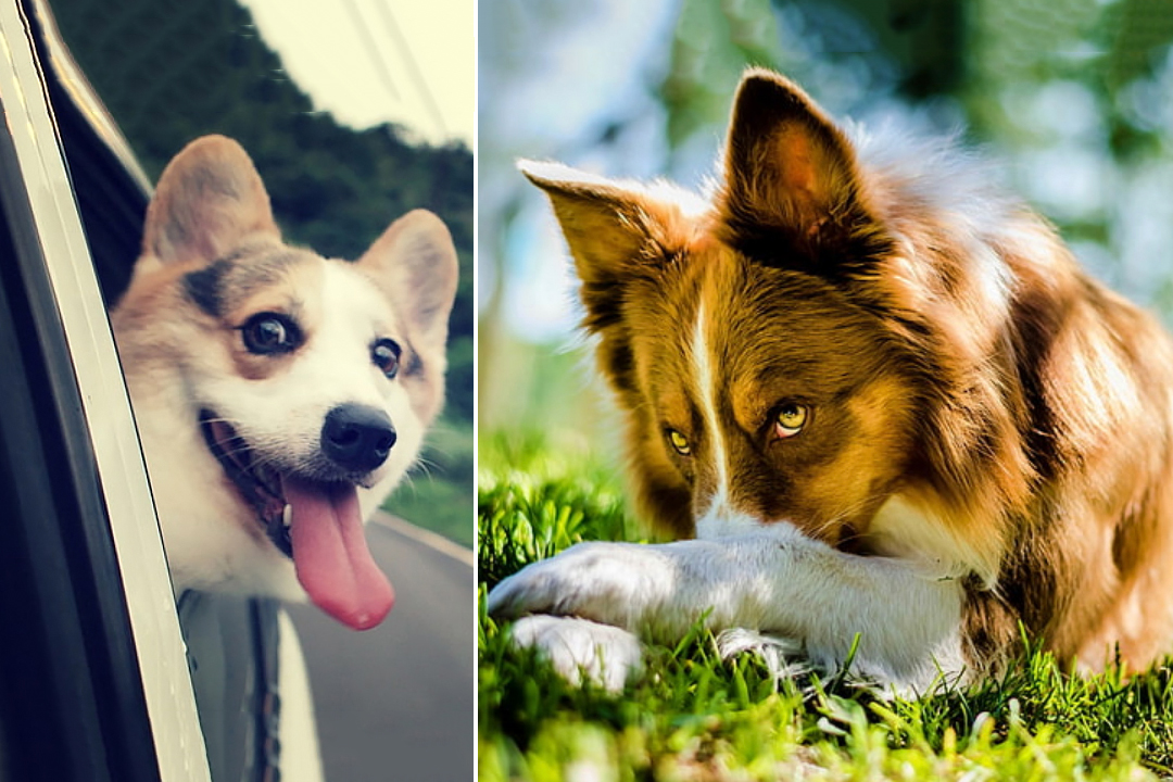 女王最愛的犬種表情豐富的柯基在想什麼呢 柯基犬 威爾斯柯基犬 皇家犬 大紀元 女王最愛的犬種表情豐富的柯基在想什麼呢 柯基犬 威爾斯柯基犬 皇家犬 大紀元