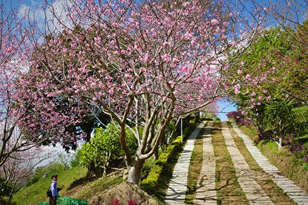 妙音净苑樱花盛开的季节。