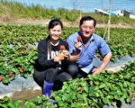 草莓季到了！启动采果AB计划