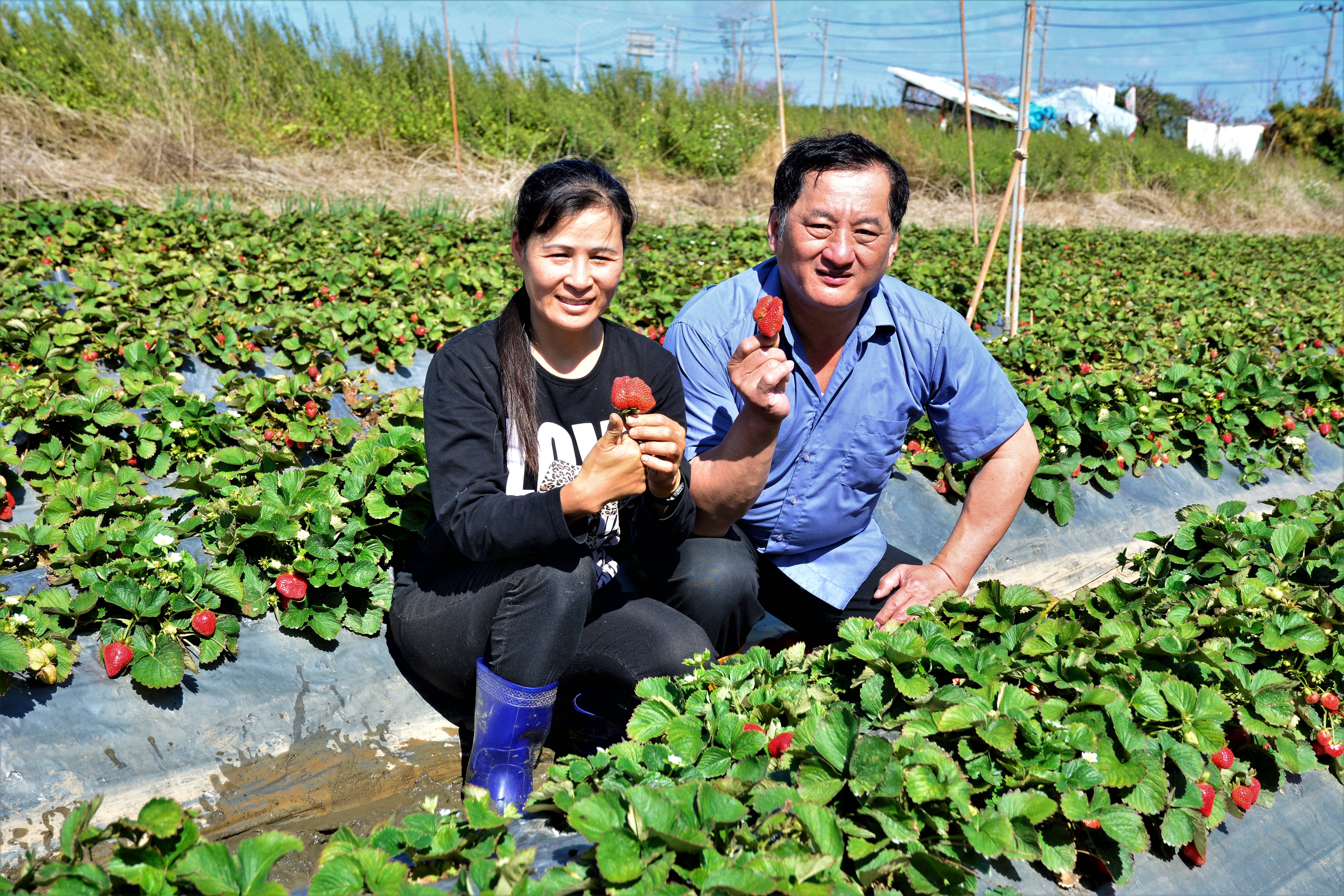 草莓季到了 启动采果ab计划 大湖草莓 高架 中共肺炎 大纪元