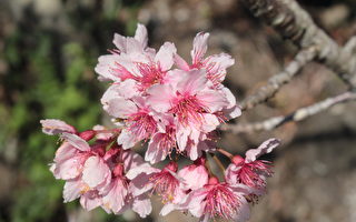 阿里山公路沿线樱花调查出炉 40品种全台之冠