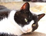 Somerville宠物猫失踪数周 惊现10英里外机场