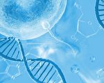 研究發現精子與卵子基因結合的關鍵細節