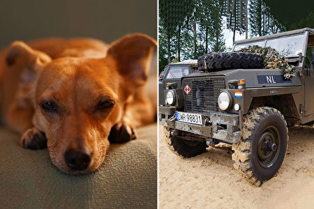 餓肚流浪犬趴軍車討食士兵拉上車帶回去操練 玻利維亞 武漢肺炎 Covld 19 大紀元