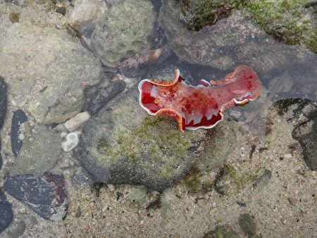 小琉球著名潮间带血红六鳃海蛞蝓。