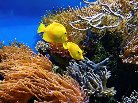 挽救珊瑚礁白化 科学家用3d打印造鱼苗栖息地 3d列印 以色列 海洋世界 大纪元