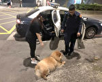 鬆獅犬癱軟飼主急  暖警及時援手助返家