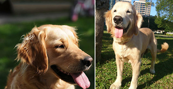 金毛寶寶是 導盲犬的導盲犬 感動網友 超暖心 黃金獵犬 再見了 可魯 拉不拉多犬 大紀元