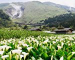 詩歌：海芋