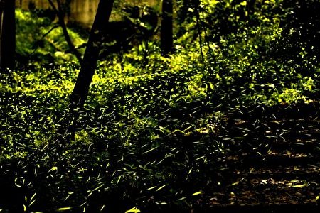 曾经高达20万只萤火虫出现的东势林场，在夜间6时30分至8时是萤火虫活动力最旺盛的时间，在林间飞舞的萤火虫非常美丽，但却相当脆弱敏感。