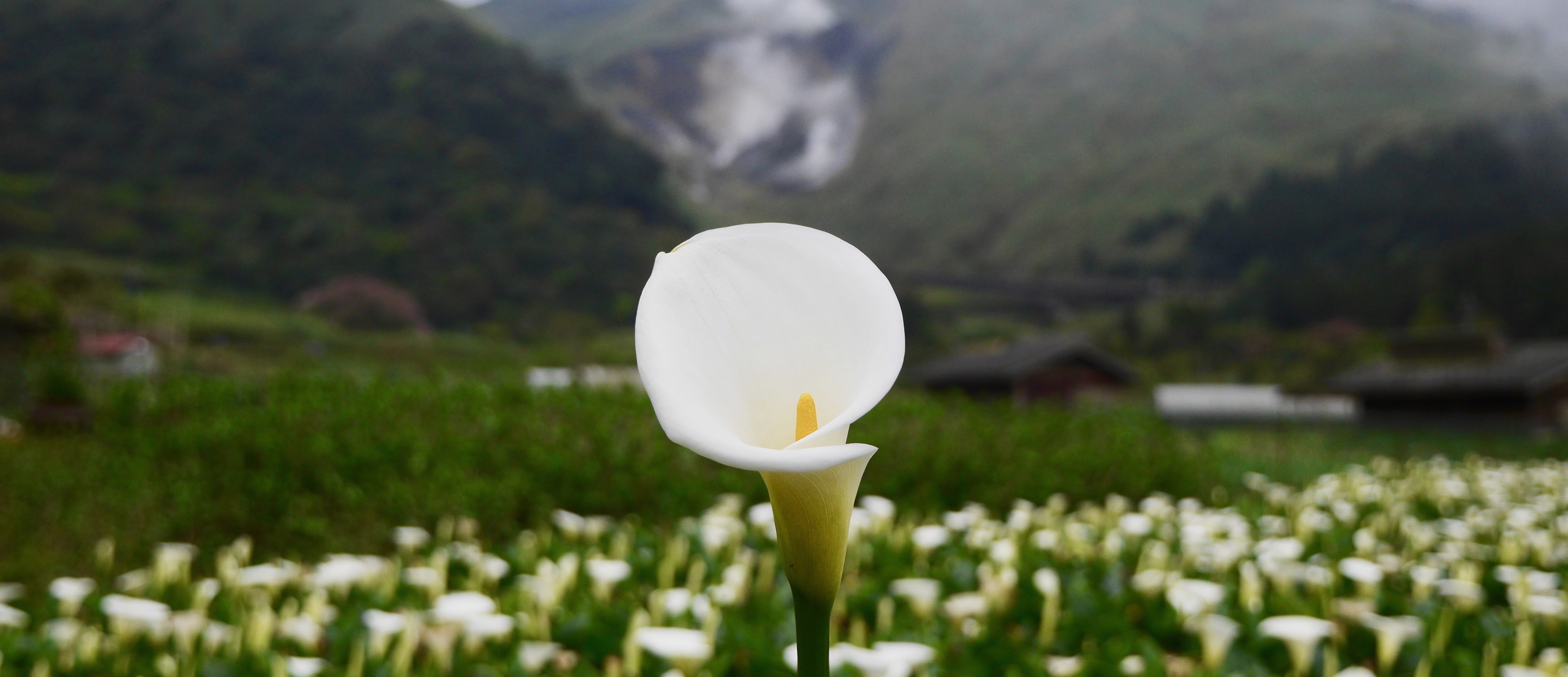 采海芋的季节又到了 结伴采花听啵啵声 阳明山 竹子湖 大纪元