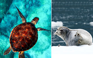 摄影师拍到不可思议照 海豹环抱大海龟：感情真好