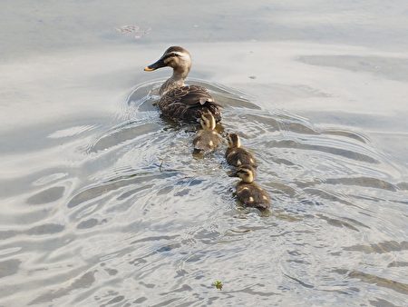 花嘴鴨媽媽帶著鴨寶寶在水中悠游。