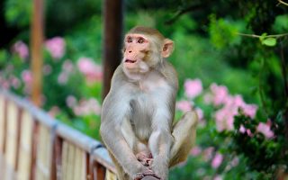 斯里兰卡取消向中国出口10万只猕猴