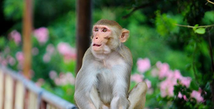 斯里兰卡取消向中国出口10万只猕猴