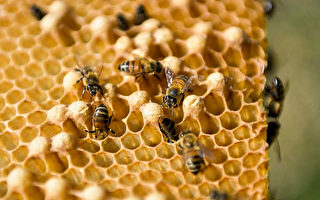 可提高免疫力？ 瘟疫致麥蘆卡蜂蜜銷量大增