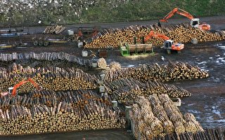 原木短缺 木材加工厂告急