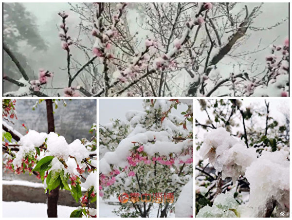 4月9日山東全省大降溫，煙台、濰坊等多地下起鵝毛大雪，果農擔心果樹受災。（網友圖合成）
