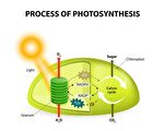 研究发现植物光合作用开关