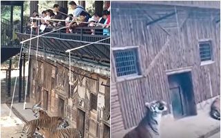雲南動物園驚現「釣老虎」項目 被批醜惡