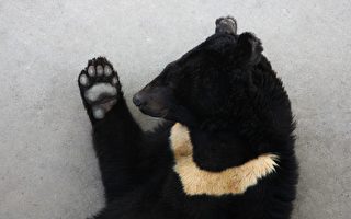 动物界的李小龙？ 日本黑熊会耍三节棍