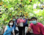 玩具南瓜最吸睛  「瓜仔王」研發出最高端品種