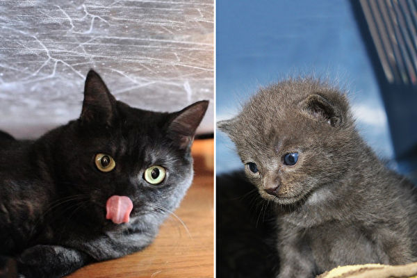 她风雨中救小灰猫3个月后变黑猫网 喝墨汁 小猫 灰色小猫 纽西兰 大纪元