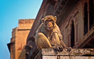 印度实施封城 猴子爬到屋顶上放风筝
